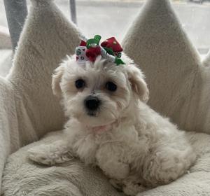 Female Maltipoo (Maltese x Poodle) Born: 10/23/24  $2199.99 USDA# 47-B-0126 