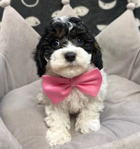 Male Mini Poodle x Cavapoo (Cavalier x Poodle) Born: 12/26/24 SALE! Originally: $1899.99 Now: $1499.99! USDA# 47-B-0126