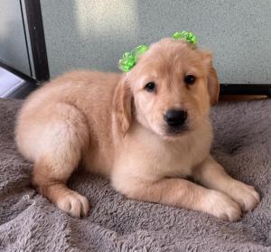 Female Golden Retriever Born: 7/10/24 $1999.99