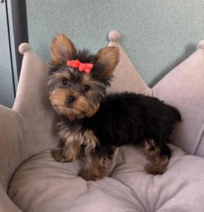 Female Yorkie Born: 6/8/2024 $3499.99 Sale! -$200 $3299.99USDA# 47-B-0126