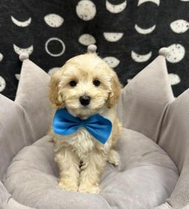 Male Mini Poodle/Goldendoodle Born: 8/15/24 $2199.99 USDA# 47-B-0126