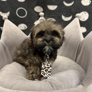 Male Havashu (Havanese x Shih Tzu) Born: 8/2/24 $1699.99 USDA# 47-B-0126