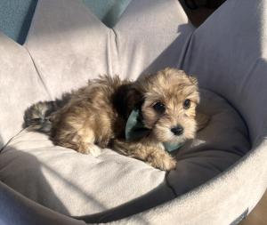 Male Morkie (Maltese x Yorkie) Born: 7/12/2024 $1899.99- $100 $1799.99 USDA#-85-A0077