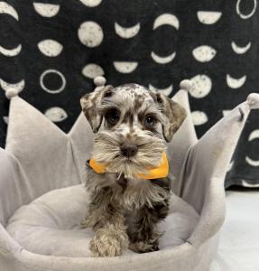 Male Mini Schnauzer Born: 8/12/24$1999.99 USDA# 47-B-0126