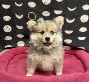 Female Pomsky 2nd Gen (Pomeranian x Husky) Born: 8/15/24$2099.99 USDA# 47-B-0126