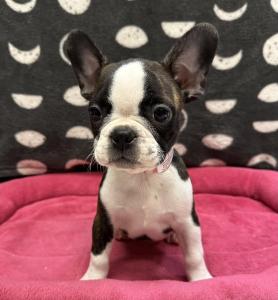 Female French Bulldog x Boston Terrier Born: 8/6/24 $2499.99 USDA# 47-B-0126