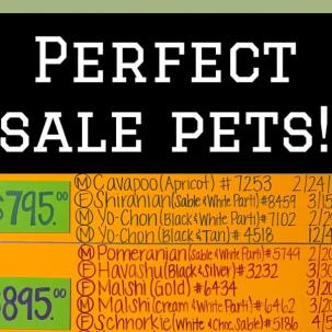 Perfect Pets SALE! Call 303-972-0191 for availability or updated pics of puppies from this SALE!