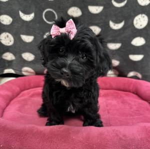 Female Havapoo (Havanese x Poodle) Born: 8/9/24 $1499.99 USDA# 47-B-0126