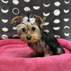 Female Yorkshire Terrier Born: 6/25/24        $2999.99 USDA# 47-B-0126