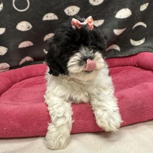 Female Poo-Shi (Poodle x Shih Tzu) Born: 8/17/24 $1899.99 USDA# 47-B-0126