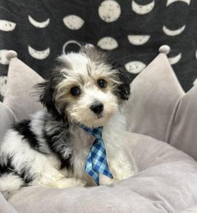 Male Yo-chon (Yorkie x Bichon) Born: 7/28/24 $1699.99USDA# 47-B-0126