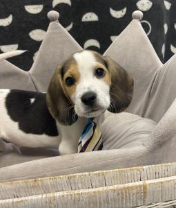 Male Beagle Born: 7/23/23 $1699.99 USDA#- 47-B-0126