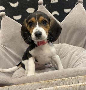 Female Beagle Born: 7/23/23 $1699.99 USDA#- 47-B-0126
