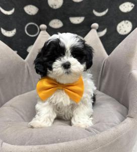 Male Poo-Shi (Poodle x Shih Tzu) Born: 8/17/24 $1899.99USDA# 47-B-0126