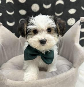 Male Morkie (Maltese x Yorkie) Born: 8/12/24 $1799.99USDA# 47-B-0126