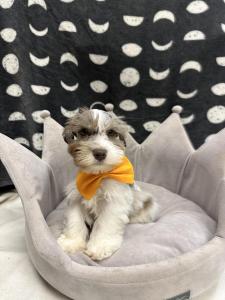 Male Mini Schnauzer Born: 8/6/24 $1999.99 USDA# 47-B-0126