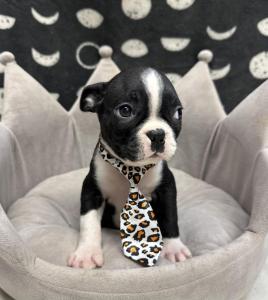 Male Boston Terrier Born: 8/15/24 $ 1899.99 USDA# 47-B-0126