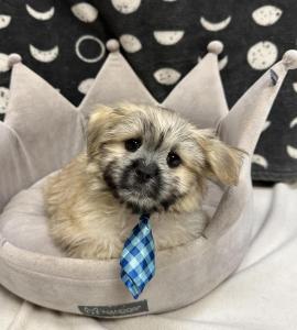 Male Shiranian (Shih Tzu x Pomeranian) Born: 8/1/24 $1599.99USDA# 47-B-0126