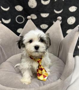 Male Havanese Born: 8/12/24 $1799.99 USDA# 47-B-0126