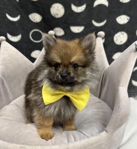 Male Pomeranian Born: 8/2/24 $2299.99 USDA# 47-B-0126