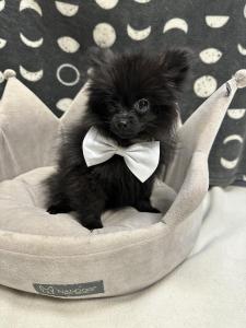 Male Pomeranian Born: 8/2/24$2299.99 USDA# 47-B-0126