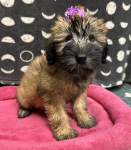 Female Soft Coated Wheaten Terrier  Born: 8/3/24 $1899.99 USDA# 47-B-0126