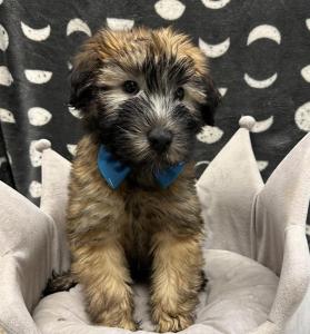 Male Soft Coated Wheaten Terrier Born: 8/3/24 $1899.99 USDA # 47-B-0126