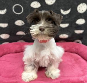 Female Mini Schnauzer Born: 8/6/24 $1899.99 USDA# 47-B-0126