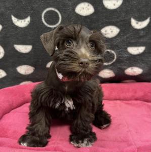 Female Mini Schnauzer Born: 8/12/24 $1999.99 USDA# 47-B-0126