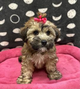 Female Havanese x Wheaton Terrier Born: 8/11/24 $1799.99 USDA# 47-B-0126