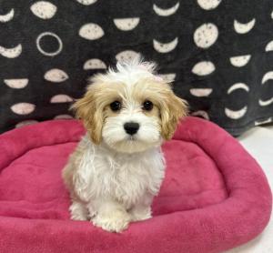 Female Cavatese (Cavalier x Maltese) Born: 7/30/24 $1899.99 USDA# 47-B-0126