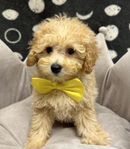 Male Mini Poodle x Goldendoodle Born: 8/15/24 $2199.99 USDA# 47-B-0126