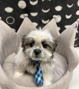 Male Shiranian (Shih Tzu x Pomeranian) Born: 8/1/24 $1499.99 USDA# 47-B-0126