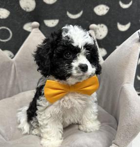 Male Cavapoo (Cavalier x Poodle) Born: 8/23/24 $1999.99 USDA# 47-B-0126