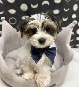 Male Morkie (Maltese x Yorkie) Born: 8/12/24 $1799.99 USDA# 47-B-0126