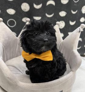 Male Havapoo (Havanese x Poodle) Born: 8/9/24 $1599.99 USDA# 47-B-0126