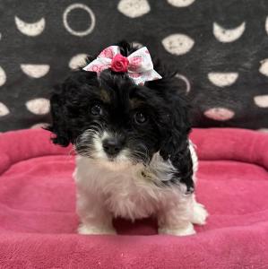 Female Cavapoo (Cavalier x Poodle) Born: 8/23/24 $1999.99 USDA# 47-B-0126