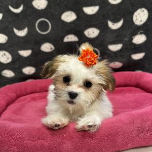 Female Maltese x Shih Tzu Born: 7/27/24  $1799.99USDA# 47-B-0126