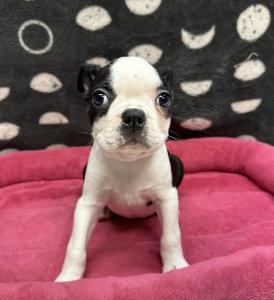 Female Boston Terrier Born: 8/15/24 $1899.99 USDA# 47-B-0126