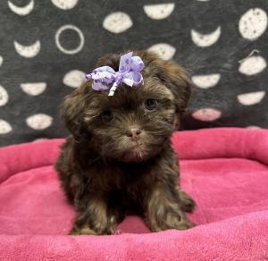 Female Toy Poodle x Shih Tzu Born: 8/22/24 $1999.99 USDA# 47-B-0126