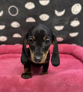 Female Dachshund Born: 8/15/24 $2099.99 USDA# 47-B-0126