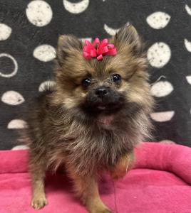 Female Pomeranian Born: 7/20/24 $2299.99 USDA# 47-B-0126