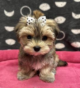 Female Morkie (Maltese x Yorkie) Born: 8/25/24 $2099.99 USDA# 47-B-0126