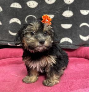 Female Yorkie x Shih Tzu Born: 8/22/24 $1999.99 USDA# 47-B-0126