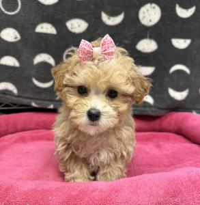 Female Poodle Born: 8/25/25 $2099.99 USDA# 47-B-0126