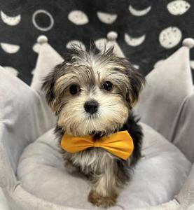 Male Morkie (Maltese x Yorkie) Born: 7/26/24 $1799.99  USDA# 47-B-0126