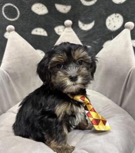 Male Yorkie x Shih Tzu Born: 8/2/24 $1899.99 USDA# 47-B-0126