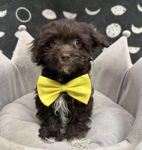 Male Havanese Born: 8/5/24 $1699.99 USDA# 47-B-0126