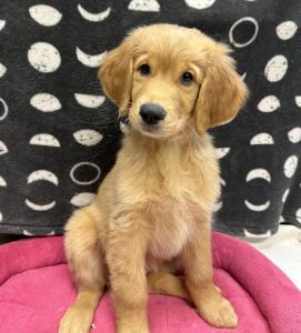 Female Golden Retriever Born: 8/6/24 $2199.99