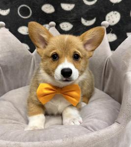 Male Pembroke Welsh Corgi Born: 8/20/24 $2199.99  USDA# 47-B-0126